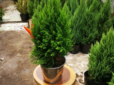 Mua cây sơn tùng giá rẻ tại đơn vị nào là tốt nhất?