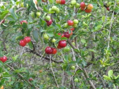 Làm Thế Nào Để Cây Sơ Ri Cho Trái Sai Và Ngọt?