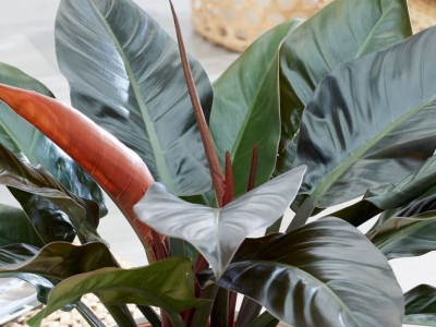 Bật mí ý nghĩa phong thủy của cây trầu bà lá đỏ