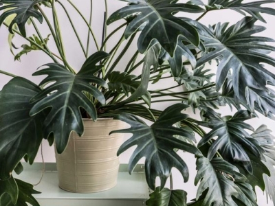 Cung, mệnh hợp với cây Trầu Bà xẻ lá 