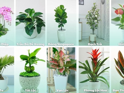 Xu Hướng Cây Kiểng Văn Phòng Giá Rẻ TPHCM 2026 | Cây Xanh Hùng Tươi