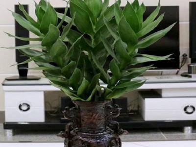 Bật mí cách trồng cây phát tài theo từng giống cây khác nhau