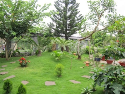 Cách chăm sóc cây cảnh để có sân vườn sạch sẽ và xanh tươi