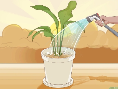 Tưới cây giờ nào tốt, nên tưới vào buổi sáng, trưa hay chiều?