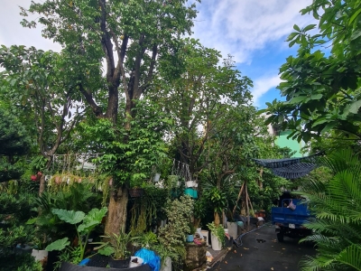 Đơn vị cắt tỉa di dời cây xanh tại Gò Vấp