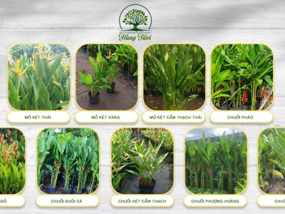 Mua cây chuối cảnh tại Gò Vấp ở đâu chất lượng, giá rẻ