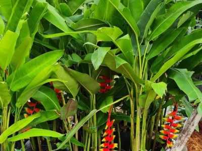 Khám phá nơi bán cây chuối cảnh chất lượng uy tín, chuyên nghiệp