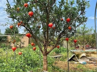 Nên mua cây lựu đỏ Ấn Độ ở đâu giá tốt nhất tại TPHCM? 