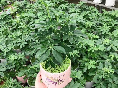 Mua Cây Cảnh Phong Thủy TPHCM - Kiến Tạo Không Gian Thu Hút Tài Lộc