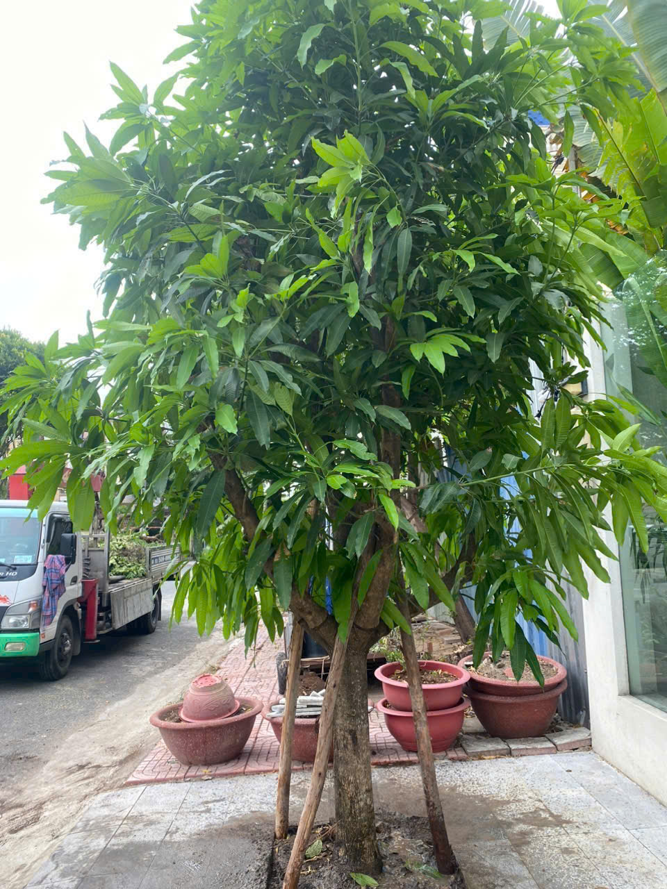 Cây bóng mát sân vườn đẹp
