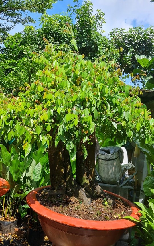 Cây khế phong thủy phát lộc
