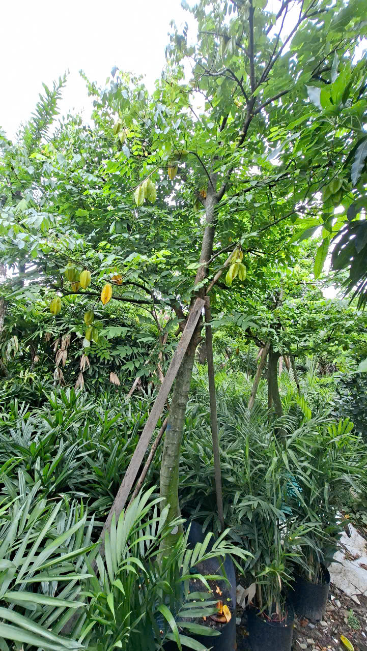 Cây khế phong thủy phát lộc