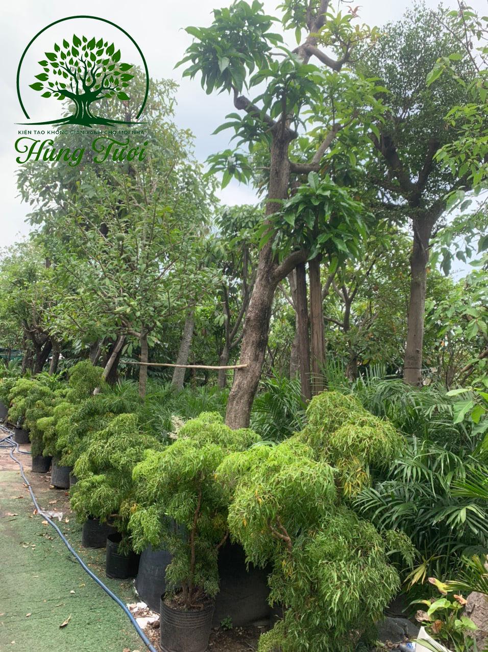 Cây ngọc lan lớn trồng sân vườn