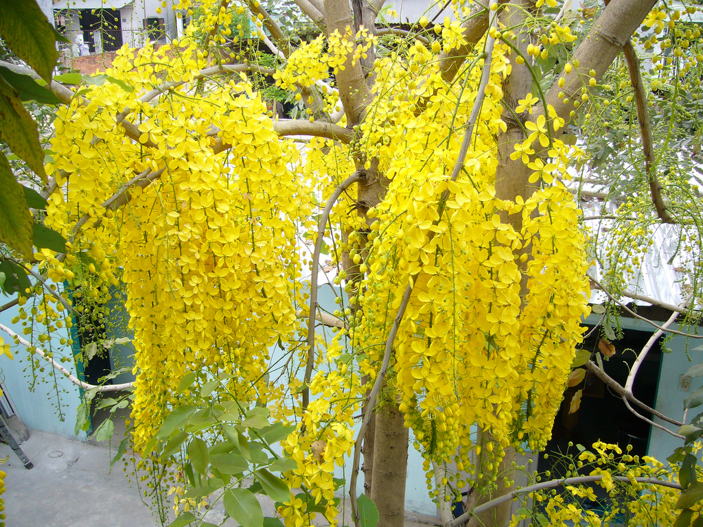 Cây osaka vàng trồng kiểng