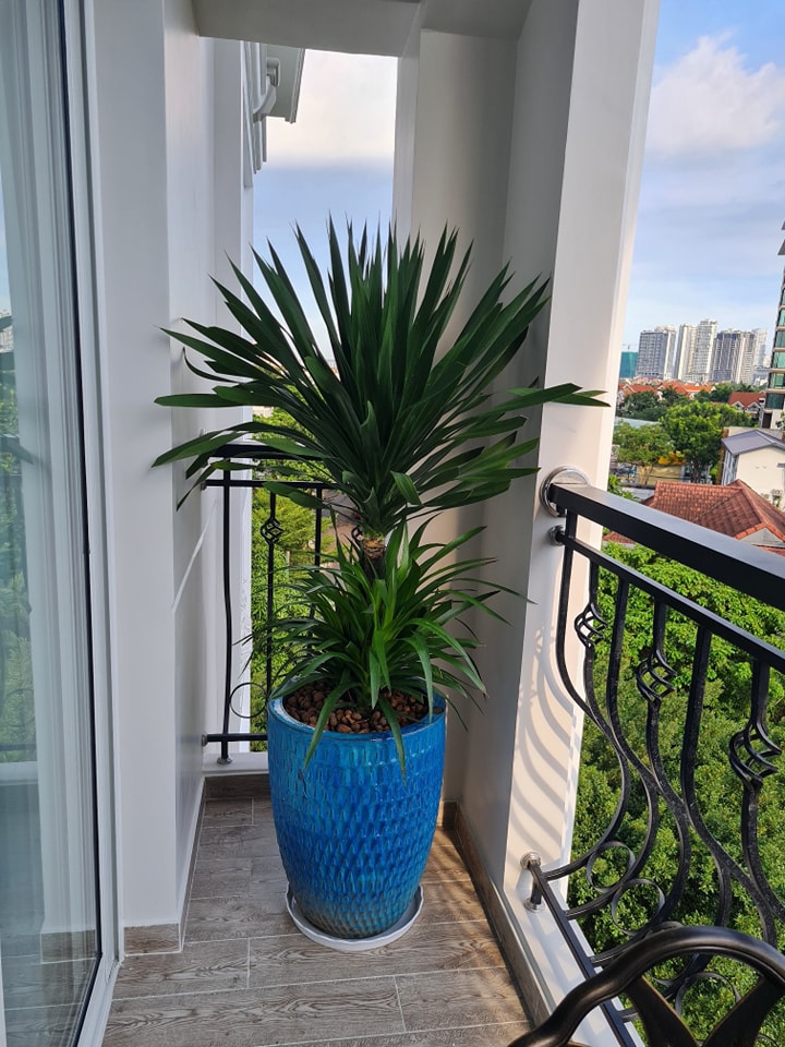 Cây phát tài núi giá rẻ tại TPHCM