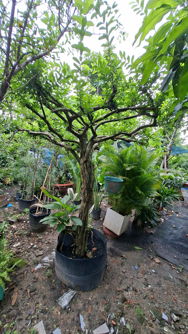 Cây sơ ri ăn quả tại nhà