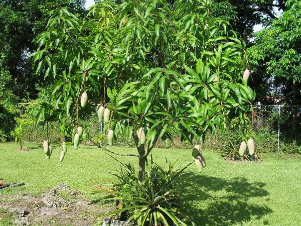 Cây xoài trồng vườn