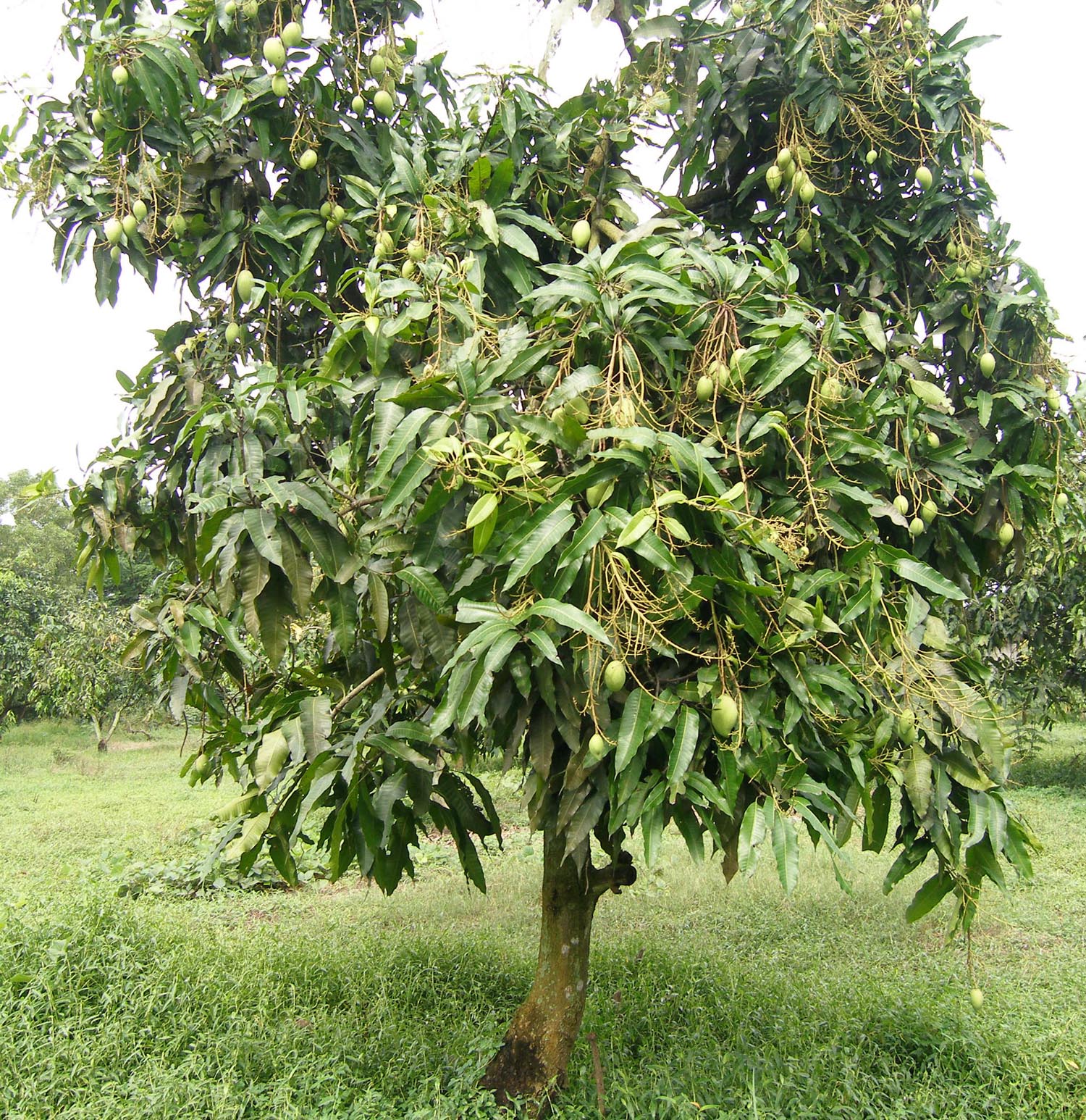 Cây xoài trồng vườn