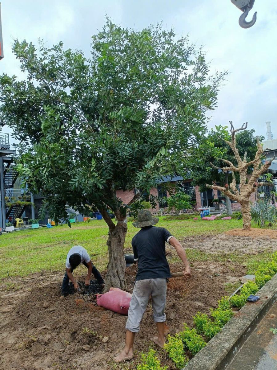 Cung cấp cây nhãn trồng sân vườn
