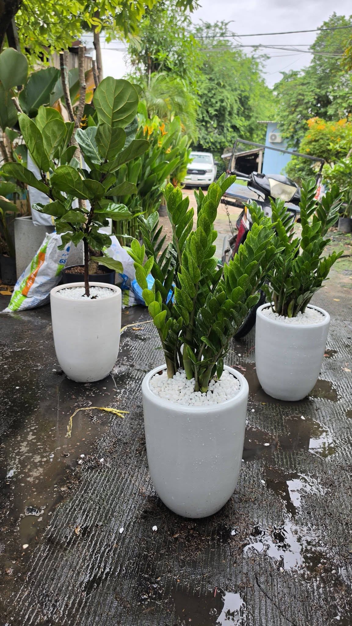 cay-khai-truong-phat-tai-loc