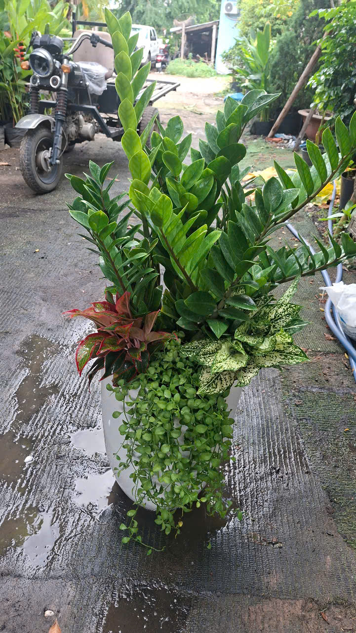 cay-khai-truong-phat-tai-loc