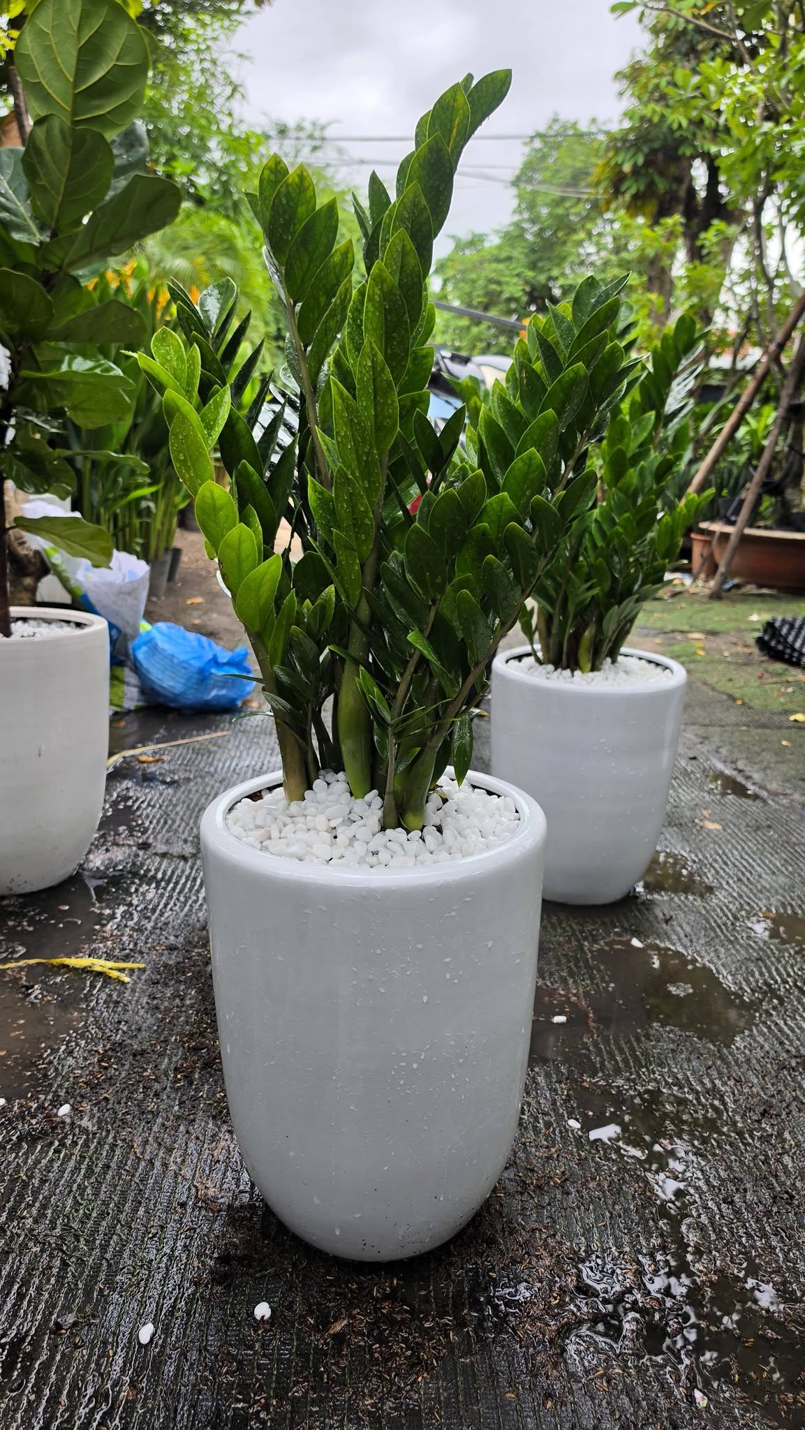 cay-khai-truong-phat-tai-loc