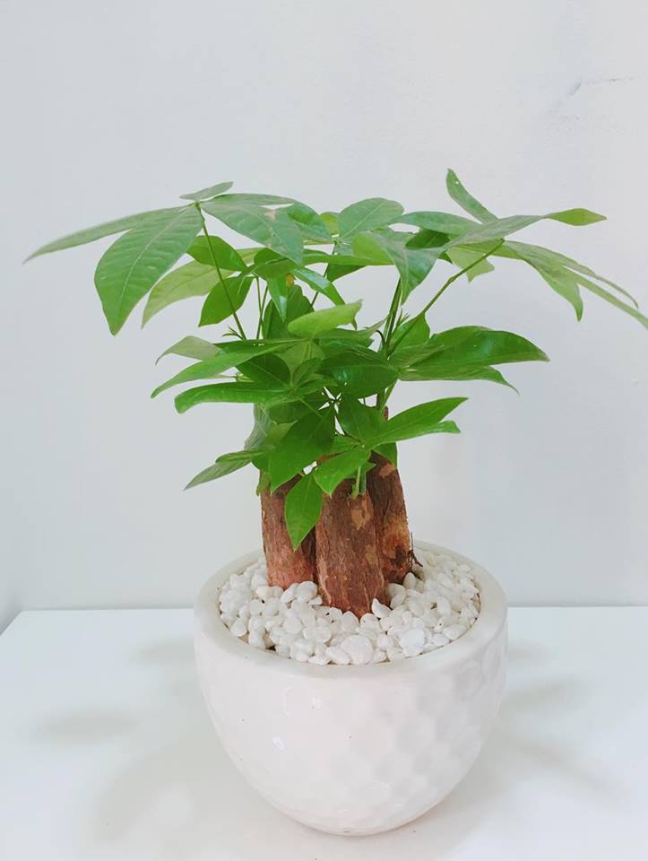 cay-kim-ngan-de-ban