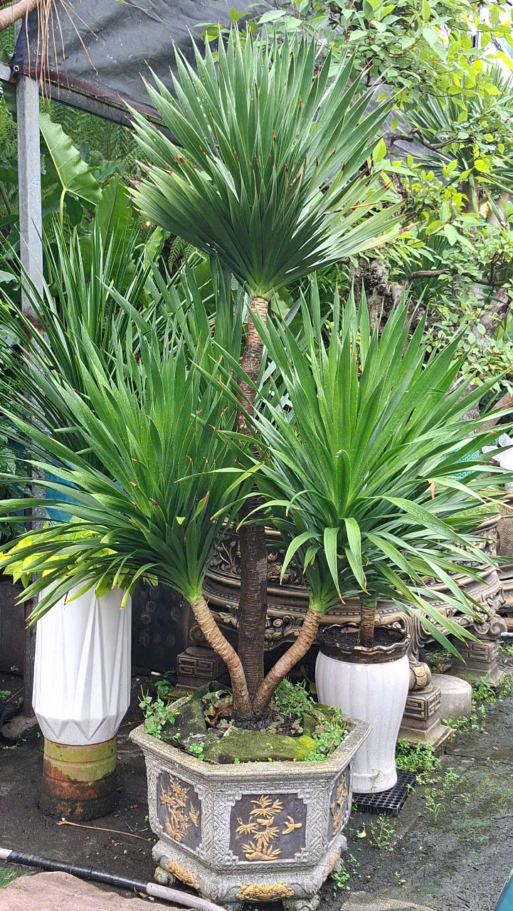 cay-phat-tai-nui-phong-thuy
