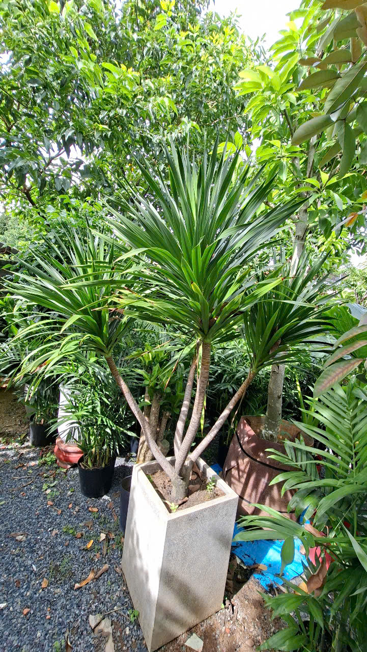 cay-phat-tai-nui-phong-thuy