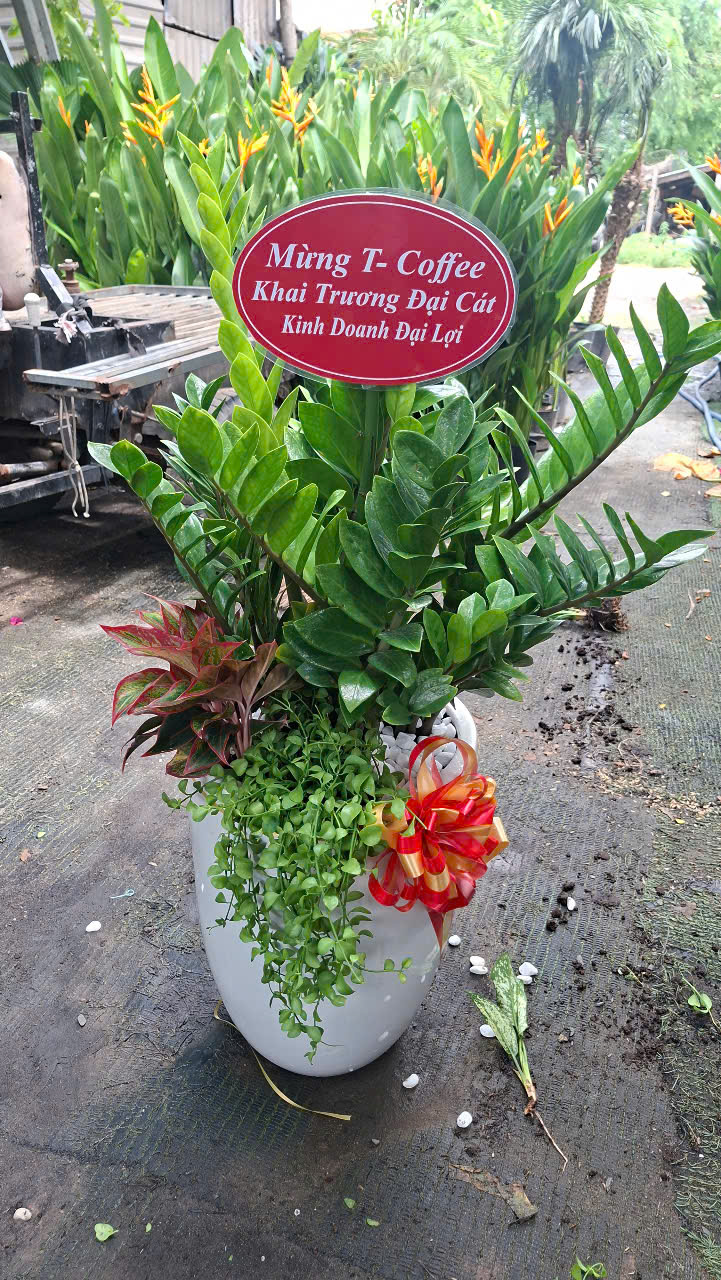 cay-tang-khai-truong-dep