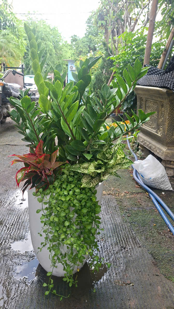 cay-tang-khai-truong-dep