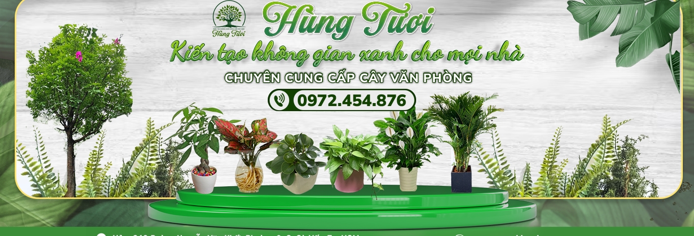 cay-xanh-van-phong-tphcm