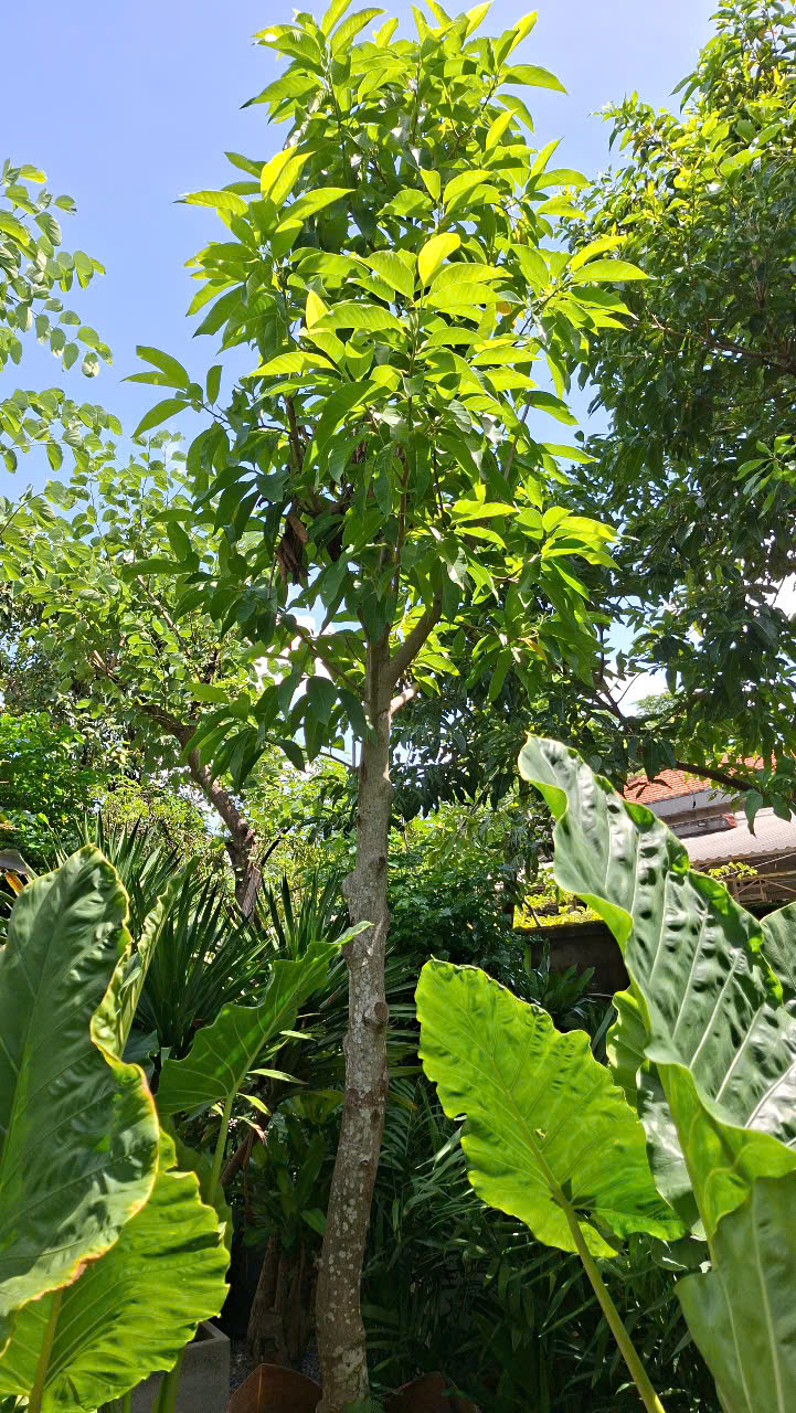 Cây ngọc lan lớn trồng sân vườn