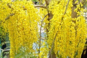 Những loài cây cảnh có hoa vàng rực rỡ thường trồng cho sân vườn