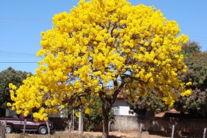 Top 5 cây công trình hoa vàng được ưa chuộng nhất hiện nay