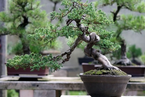 Hướng dẫn cách chăm sóc chậu cây cảnh bonsai