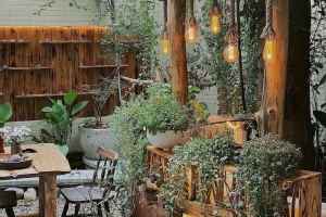 Nhà vườn chuyên nhận trồng cây quán cà phê giá rẻ và uy tín nhất 